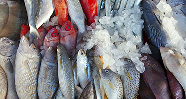 pescaderia